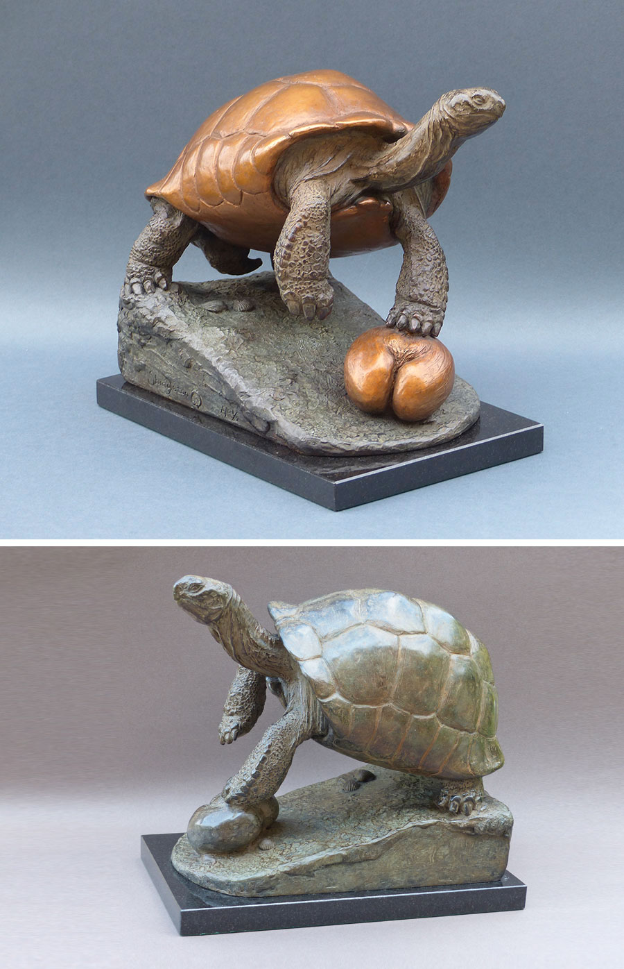 aldabra tortoise and coco de mer