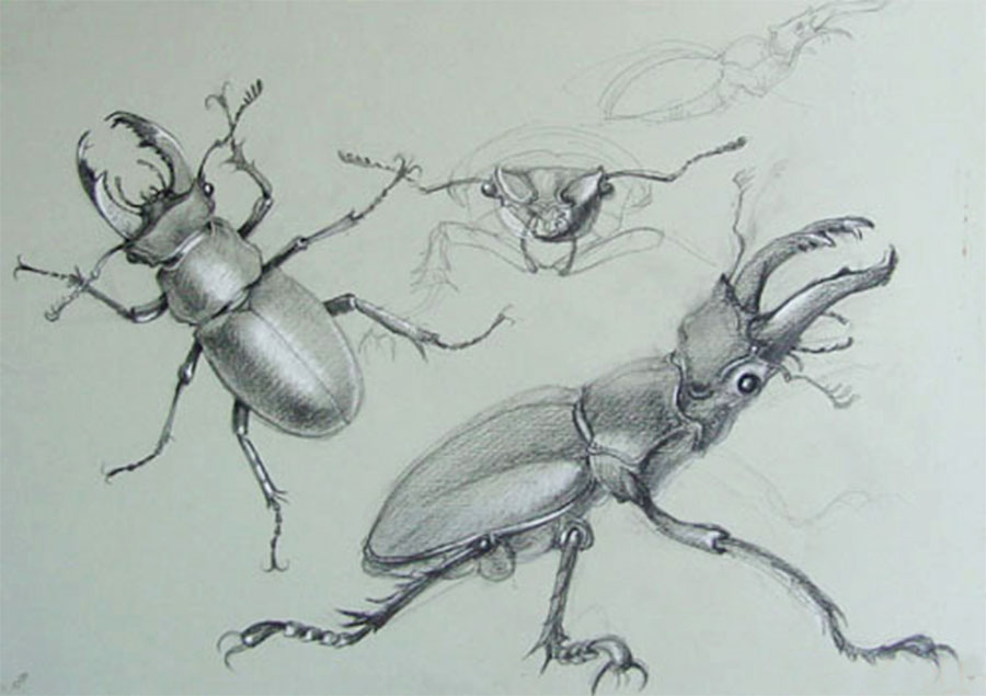 Staghorn Beetle, lucanus cervus from life
