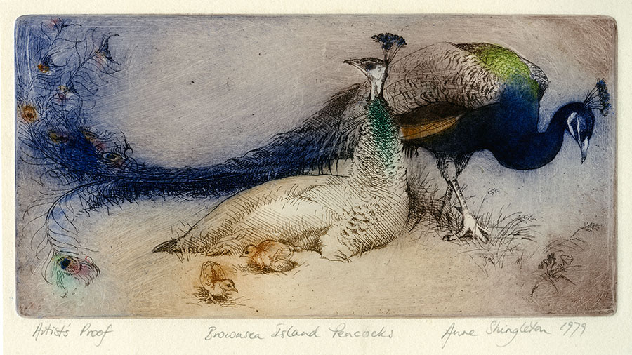 Brownsea island peacocks