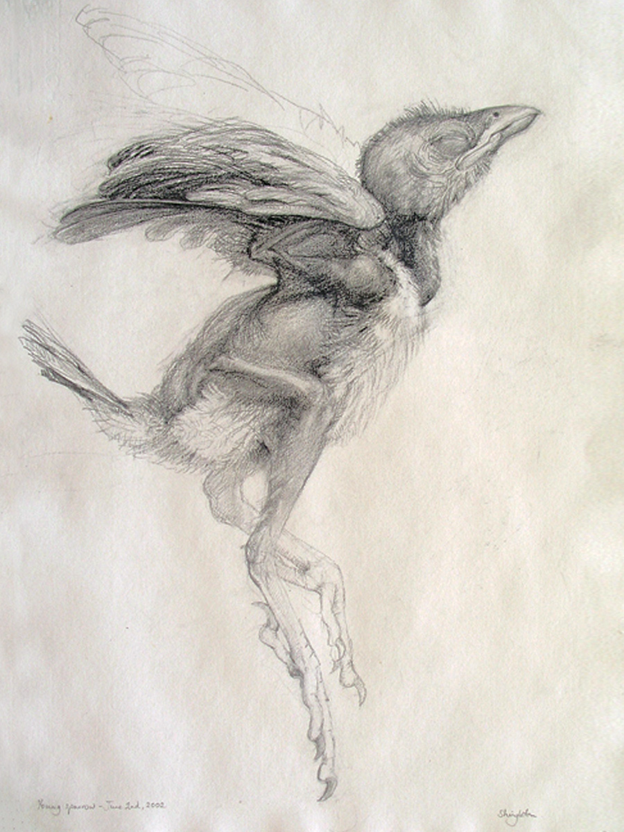 fledgling sparrow study - drawing