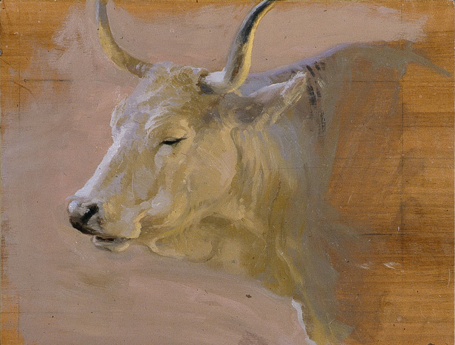 Romagnolo cow portrait