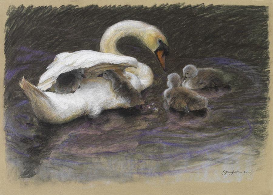 The First Cygnets