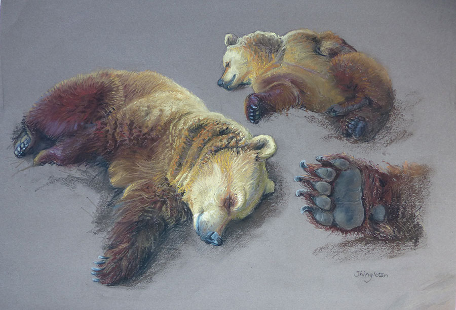 Brown Bears sleepy from Hibernation