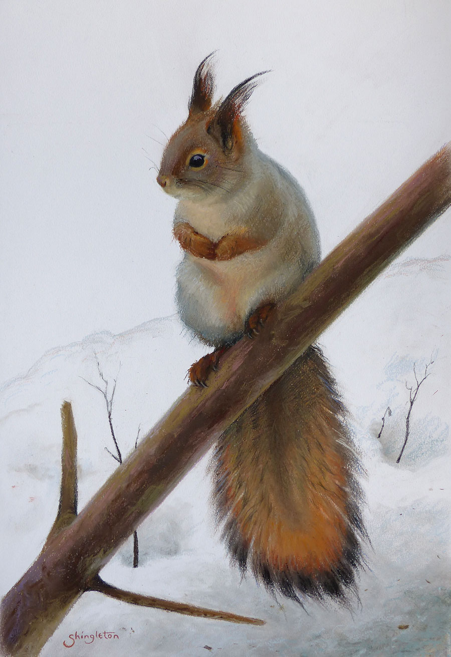 Red Squirrel in Winter Coat