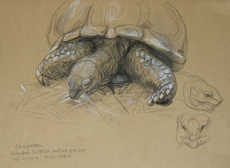 Aldabra tortoise eating grasses - oil painting